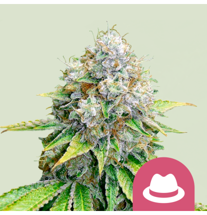 Royal Queen Seeds Hanfsamen OG Kush Feminisiert