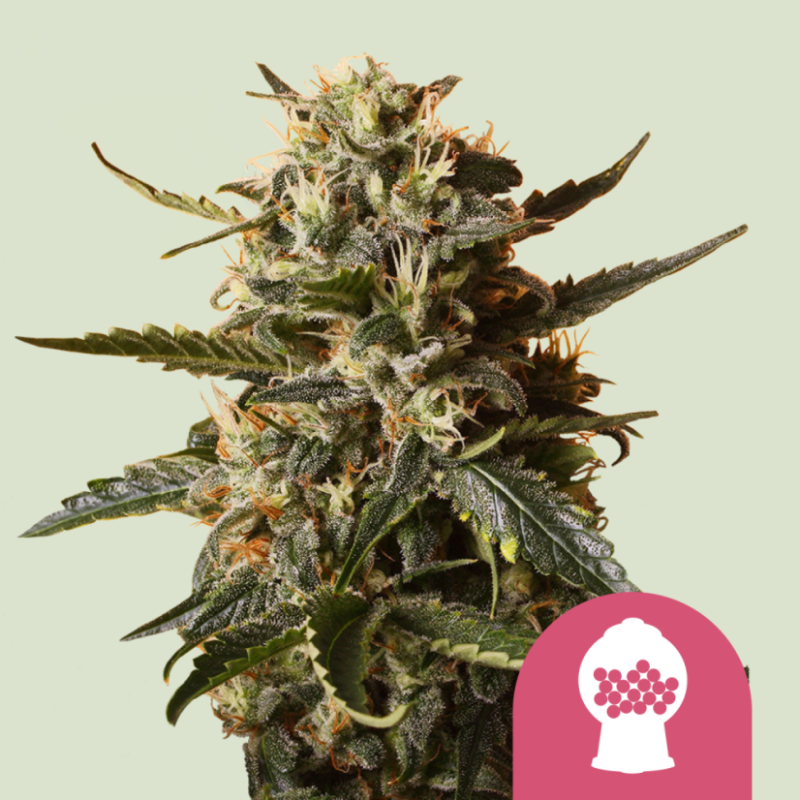 Royal Queen Seeds Hanfsamen Bubblegum XL Feminisiert