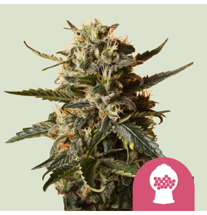 Royal Queen Seeds Royal Queen Seeds Hanfsamen Bubblegum XL Feminisiert