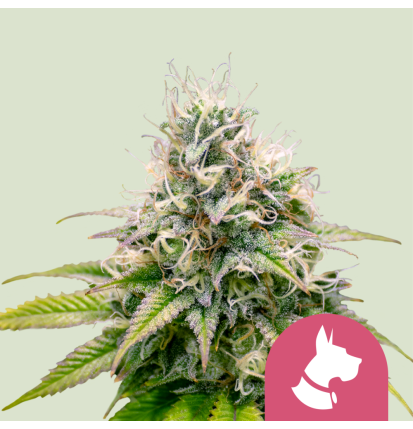 Royal Queen Seeds Royal Queen Seeds Hanfsamen Kali Dog Feminisiert