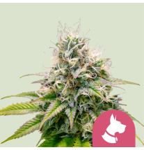 Royal Queen Seeds Royal Queen Seeds Hanfsamen Kali Dog Feminisiert