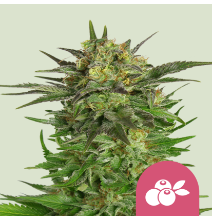 Royal Queen Seeds Hanfsamen Haze Berry Feminisiert