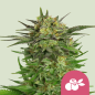 Royal Queen Seeds Hanfsamen Haze Berry Feminisiert