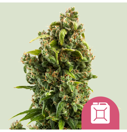 Royal Queen Seeds Hanfsamen Sour Diesel Feminisiert