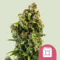 Royal Queen Seeds Hanfsamen Sour Diesel Feminisiert