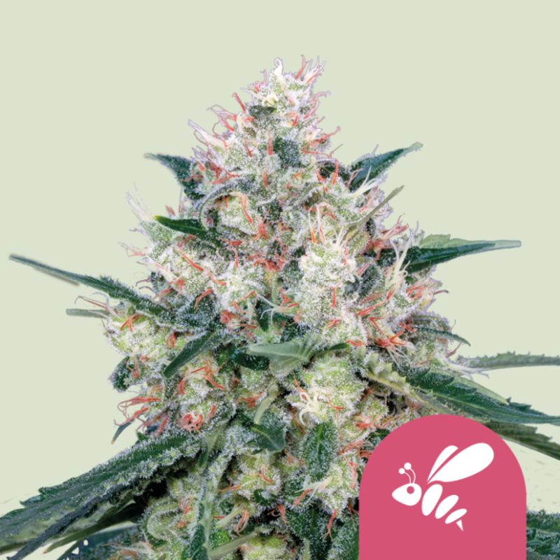 Royal Queen Seeds Hanfsamen Honey Cream - Fast Feminisiert