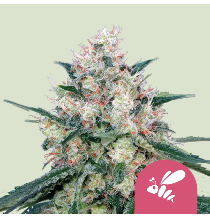 Royal Queen Seeds Hanfsamen Honey Cream - Fast Feminisiert