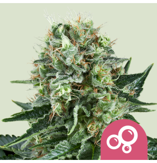 Royal Queen Seeds Royal Queen Seeds Hanfsamen Bubble Kush Feminisiert