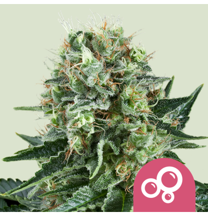 Royal Queen Seeds Hanfsamen Bubble Kush Feminisiert