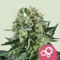 Royal Queen Seeds Hanfsamen Bubble Kush Feminisiert