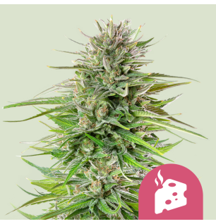 Royal Queen Seeds Royal Queen Seeds Hanfsamen Blue Cheese Feminisiert