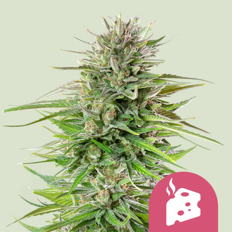 Royal Queen Seeds Hanfsamen Blue Cheese Feminisiert