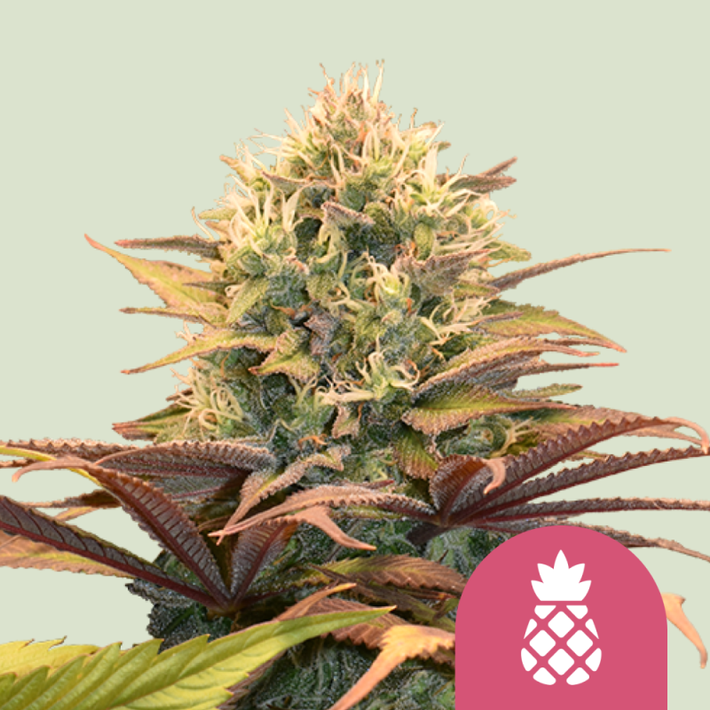 Royal Queen Seeds Hanfsamen Pineapple Kush Feminisiert