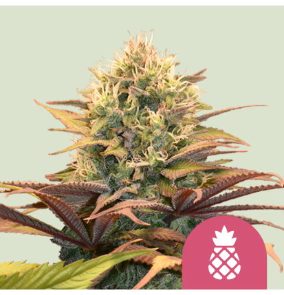 Royal Queen Seeds Hanfsamen Pineapple Kush Feminisiert