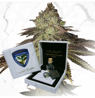 T.H.Seeds T.H.Seeds™ Hanfsamen Limited Regular Edition Gelato 33 X Bir