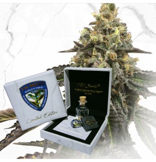 T.H.Seeds T.H.Seeds™ Hanfsamen Limited Regular Edition French Cookies 