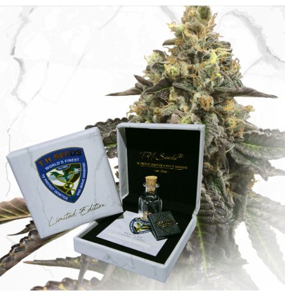 T.H.Seeds T.H.Seeds™ Hanfsamen Limited Regular Edition French Cookies 