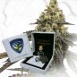 T.H.Seeds™ Hanfsamen Limited Regular Edition French Cookies X Birthday Cake X SBC, 11er Pack