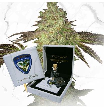 T.H.Seeds™ Hanfsamen Limitierte reguläre Edition Birthday Cake X Birthday Cake X SBC, 11er Pack